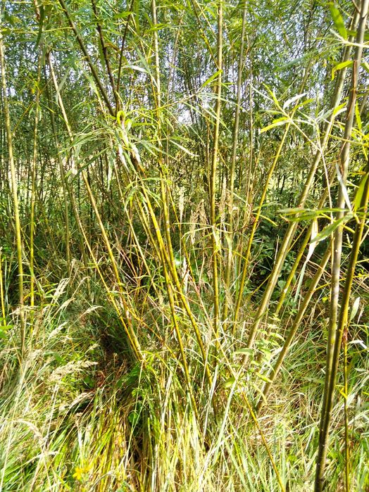 Wierzba energetyczna do palenia ,ściółkowania i inne zastosowania