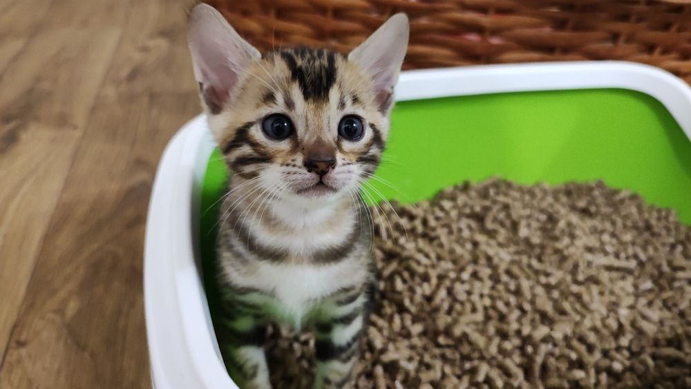 Бенгальські кошенята! Документи!