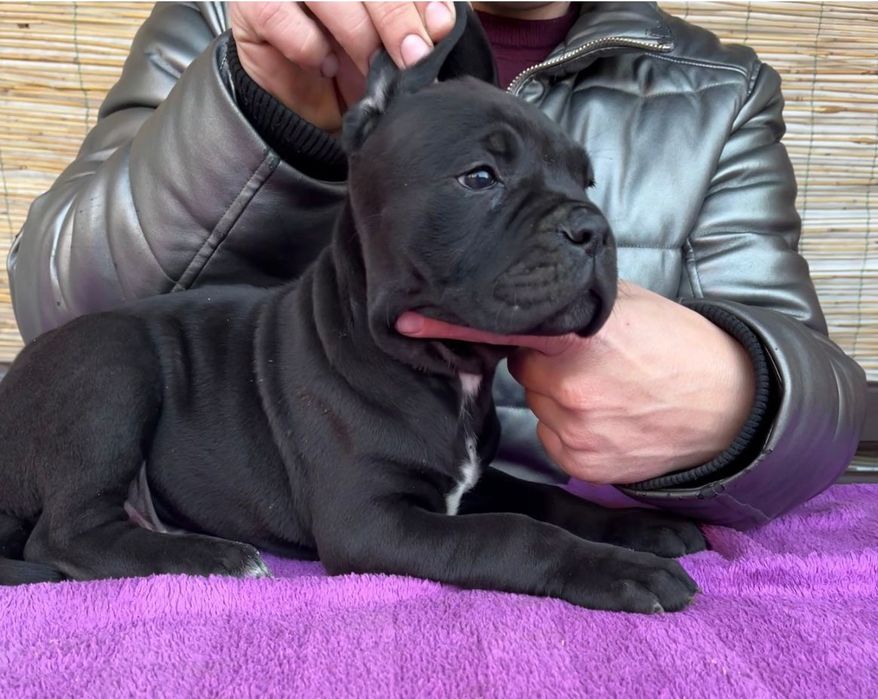 Cane Corso Piesek