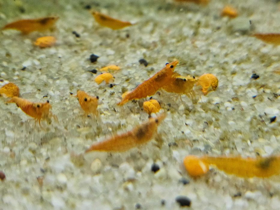 Krewetka Sakura Orange - Ładne