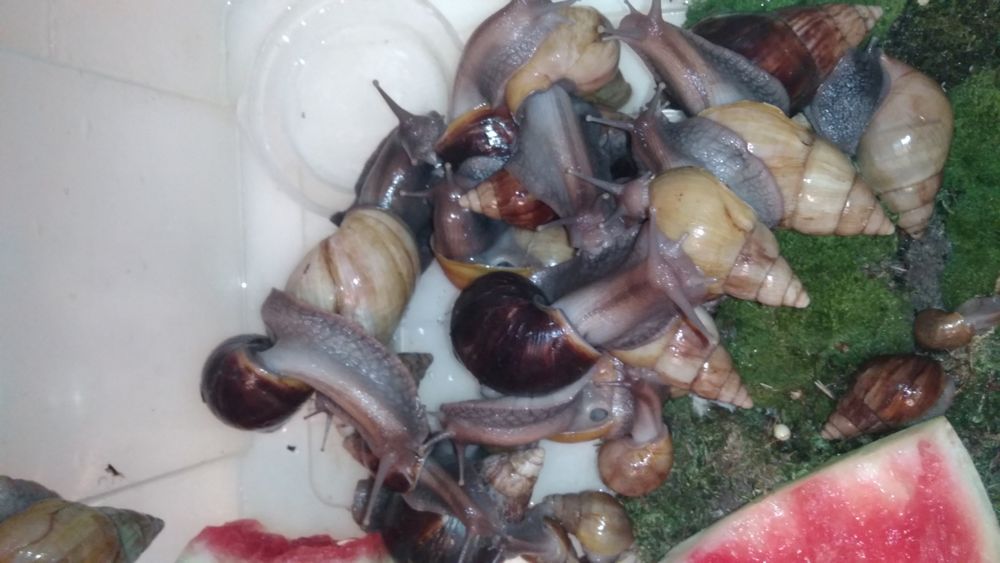 Равлики Ахатини.