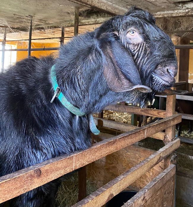Kozioł/koziołki kozy Anglonubijskie rodowód PSHKA