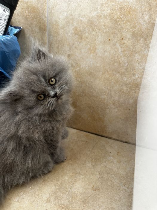 Шотландські висловухі кошенята