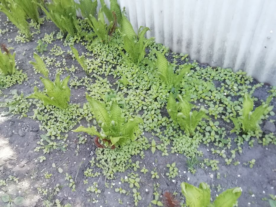 Папоротник Страусиное перо