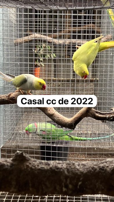 Ring necks 2022 e 2019