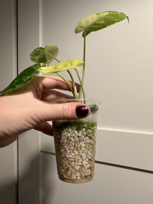 Philodendron burle marx variegata A775