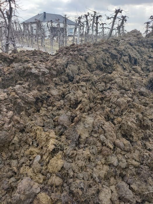 Obornik Bydlęcy, Dowóz, Kora pod borówkę