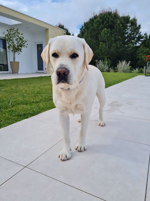 Labrador procura descendente