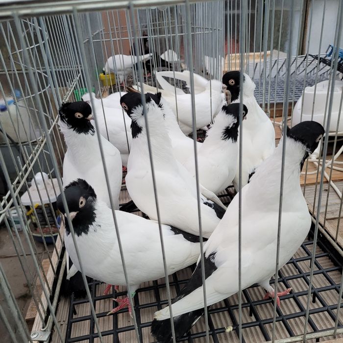 Barwnogłówka poznańska czarna, czerwona