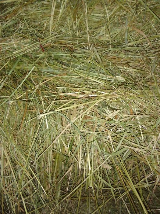 Siano i słoma z 2025r