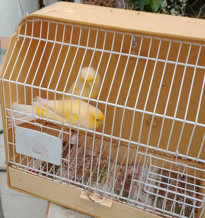 Canários (Yorkshire, Ágata, Mosaicos e outros)