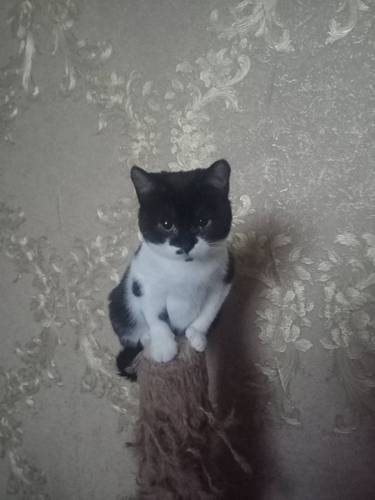 Кицюня маленька в добрі руки