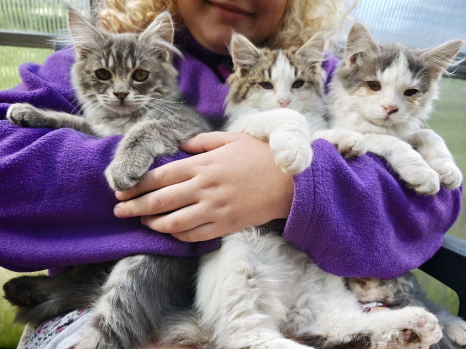 котики кошенята коти