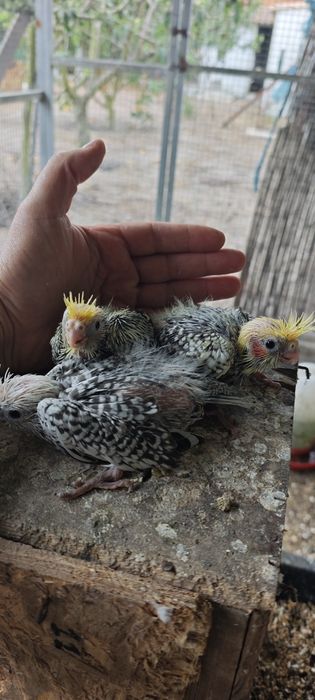 Caturras bebés para acabar de alimentar mão
