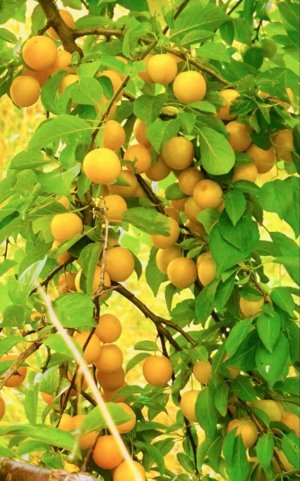 Dżem Śliwka Mirabelka 370ml x20