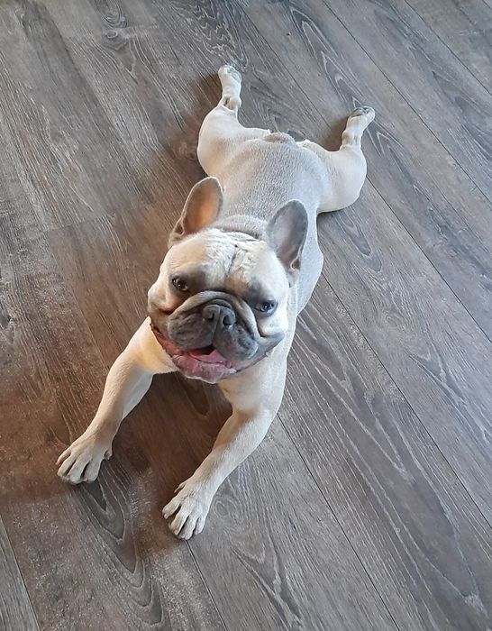 Французький бульдог шукає француженку для в'язки
