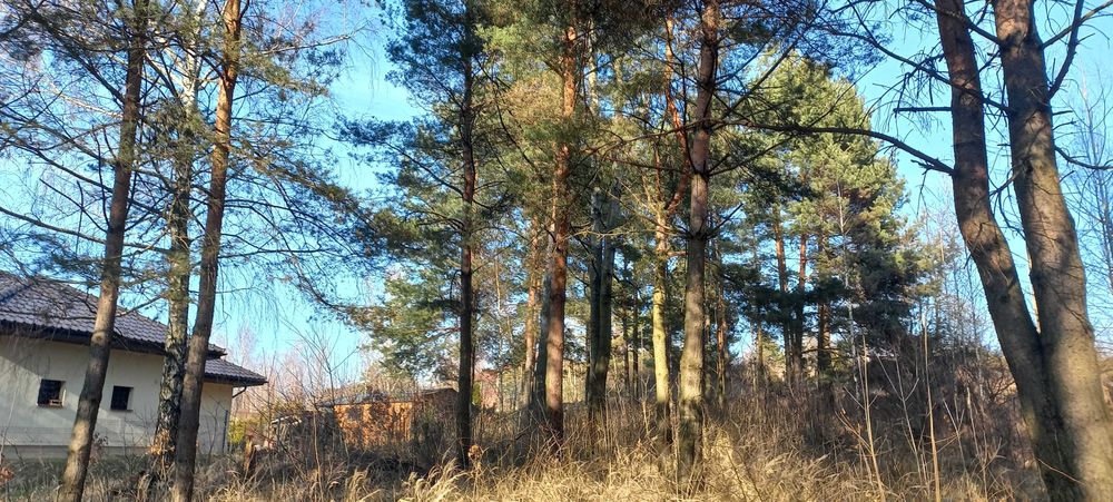 Działka 1730 m² wśród sosen | asfalt | media obok | Gaj