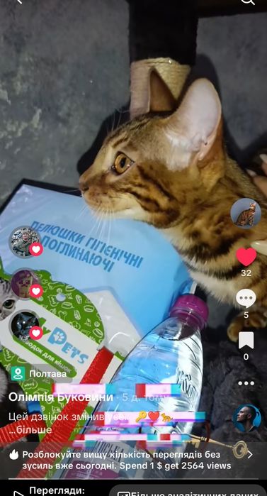 Бенгальські леопардики, хлопчики та дівчатка