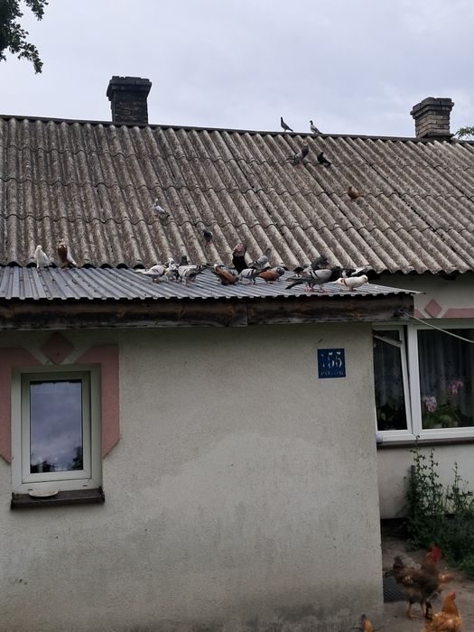 Sprzedam gołębie Sprzedam gołębie garlacze