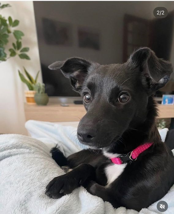 Adoção responsável cadela porte pequeno