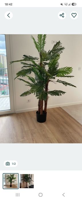 Palmeiras lindissimas para decorações60
