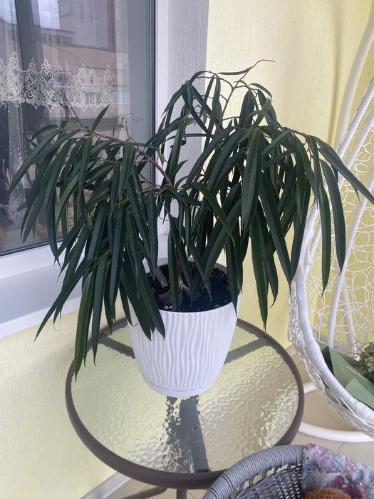 Фікус бінендейка, вазонок з горщиком 80 см