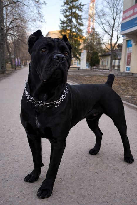 В'язка Кане-Корсо