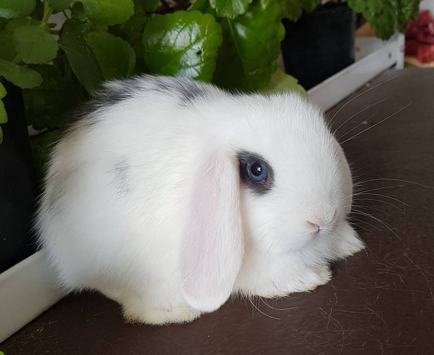 KIT Coelhos anões orelhudos, mini lop super inteligentes e dóceis