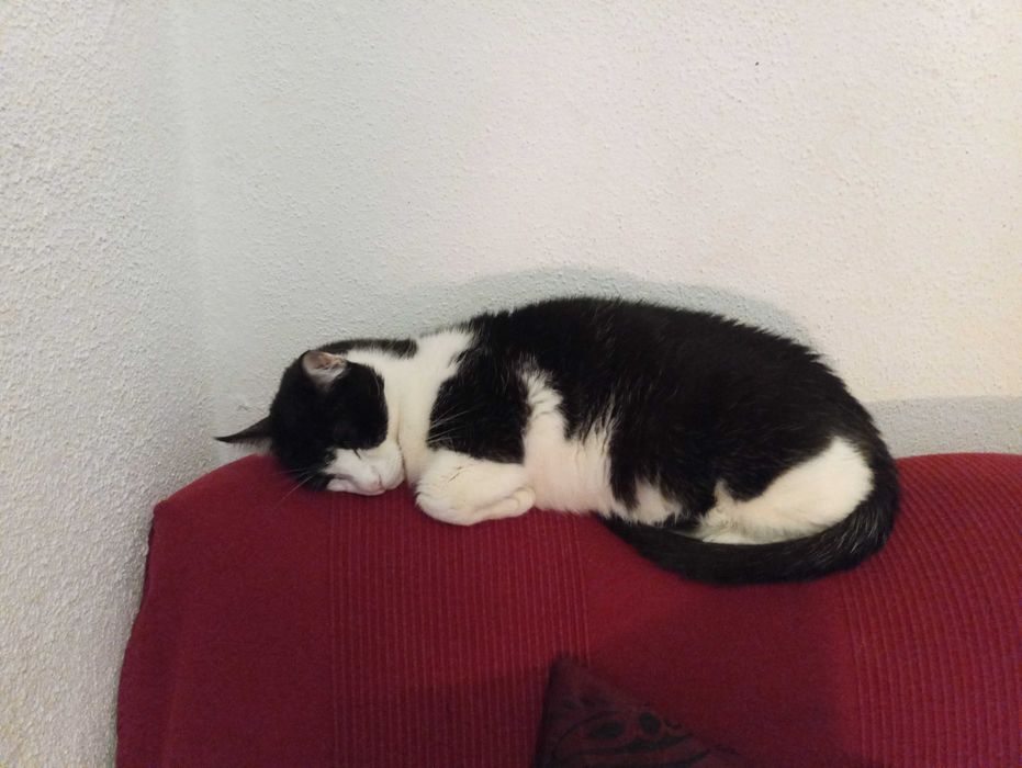 Luís Pereira Petsitting