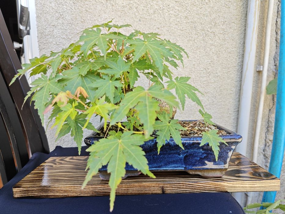 Pré-Bonsai Acer Palmatum Yamamomiji