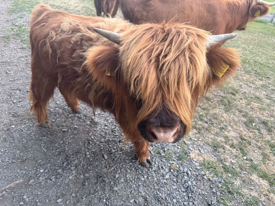 Byczek szkocki highland