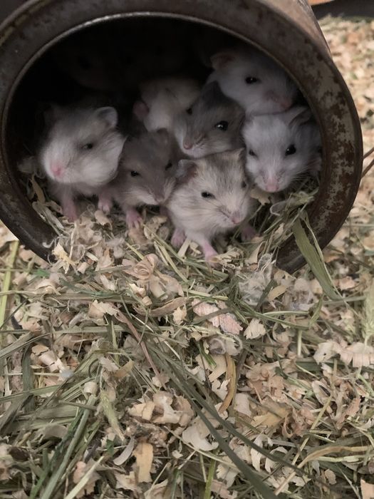 Джунгарські хоміки .Кліточки