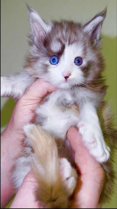 Блакитноока красуня мейн кун