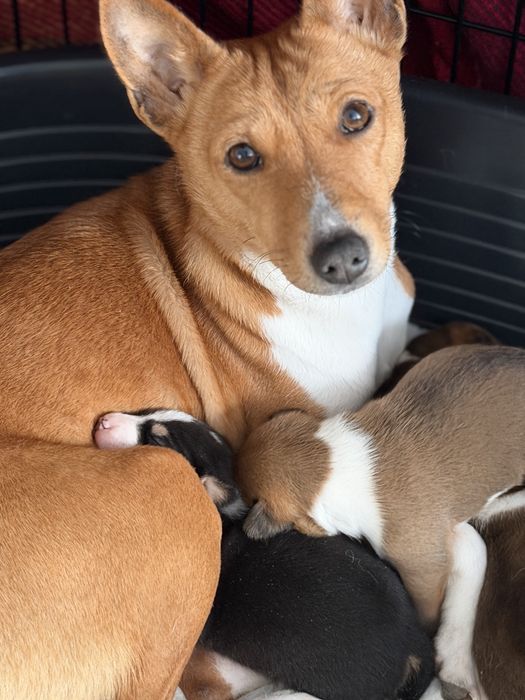 Басенджи КСУ титуловані батьки , 2026 малюки