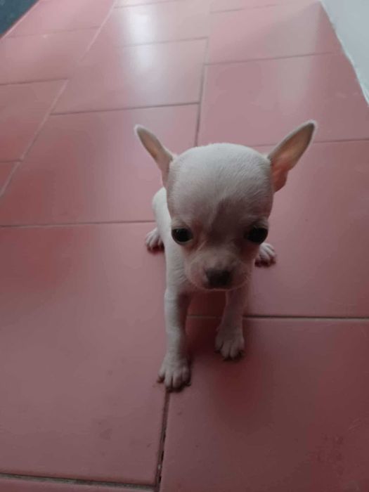Animais lindissimos