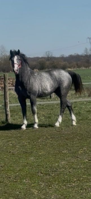 Ogierek czystej rasy śląskiej