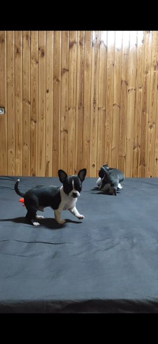 Пропоную дівчинку  чіхуахуа