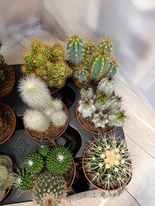 Камелія.Лілія.Кактуси.Калатея.Троянда.