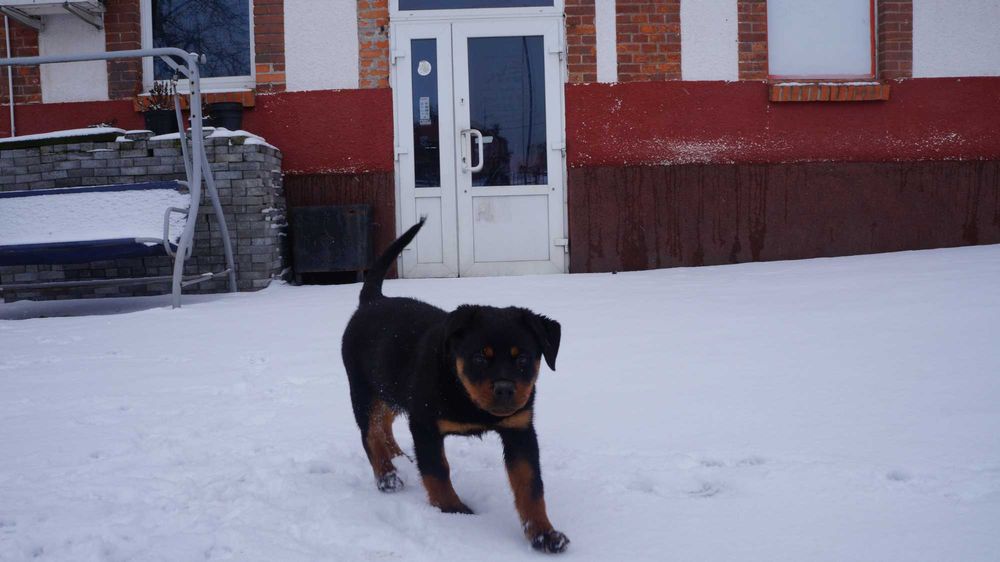 Sunia Rottweiler