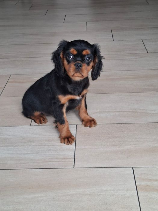 Cavalier King Charles spaniel piesek
