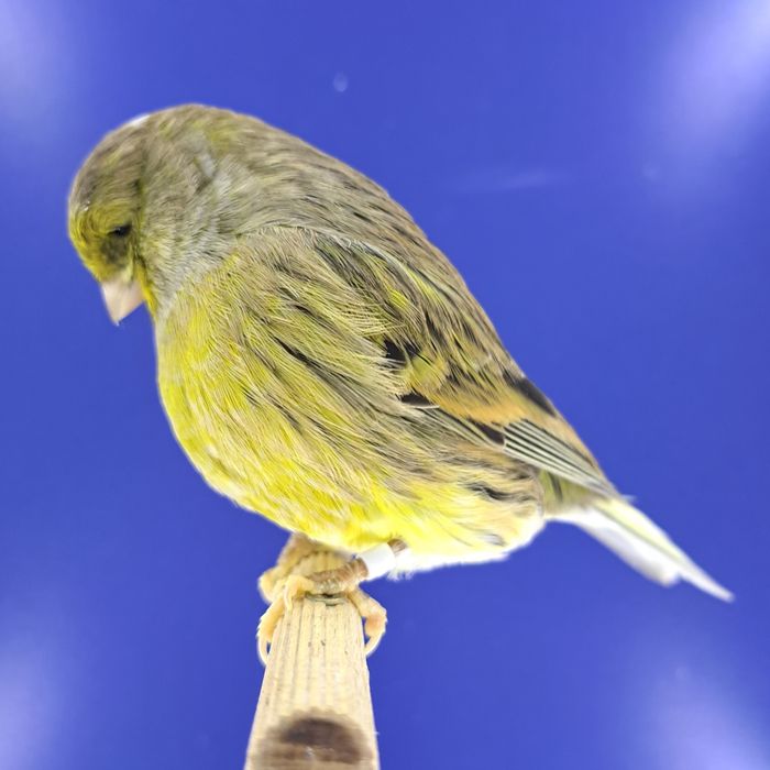 Kanarek, samczyk 14 - sprzedam, Wrocław