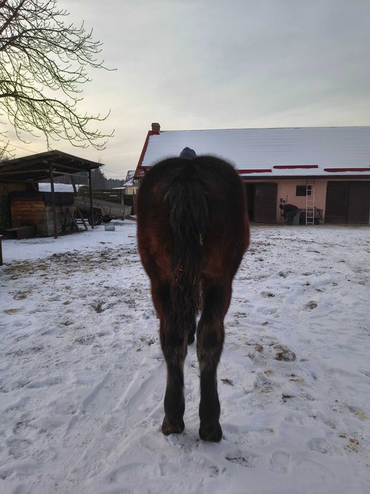 Sprzedam źrebice zimnokrwistą.