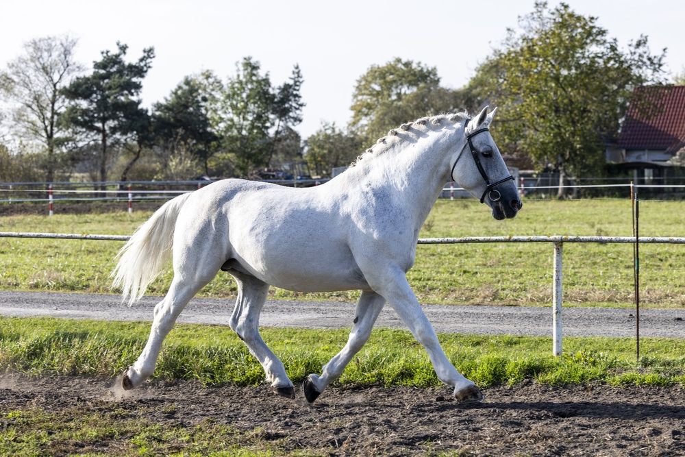 Stanówka Ogierem Śląski Master