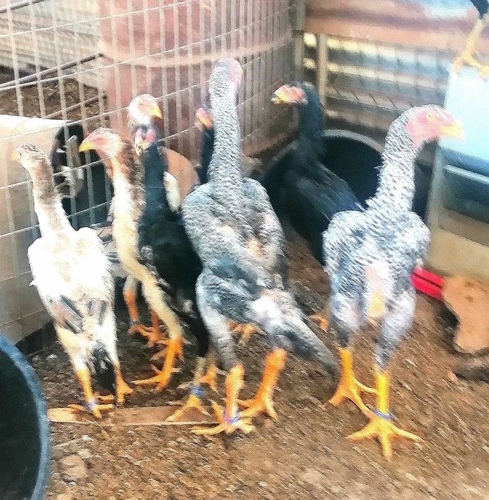 Galgos/Galinhas Raça Pura Shamo