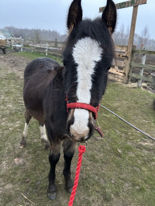 Sprzedam  ogierka lub zamiana