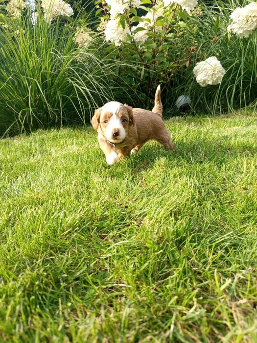 Maltipoo/Hawapoo f1 piękna dziewczynka