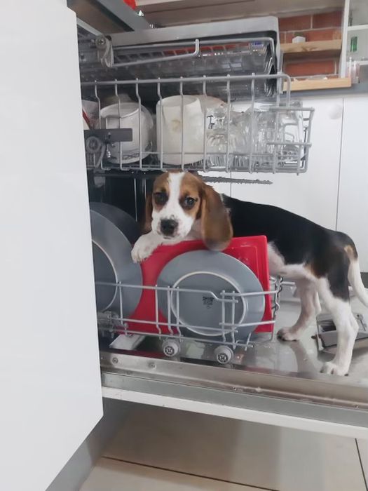 Beagle Tricolor! Wybitne z rodowodem.