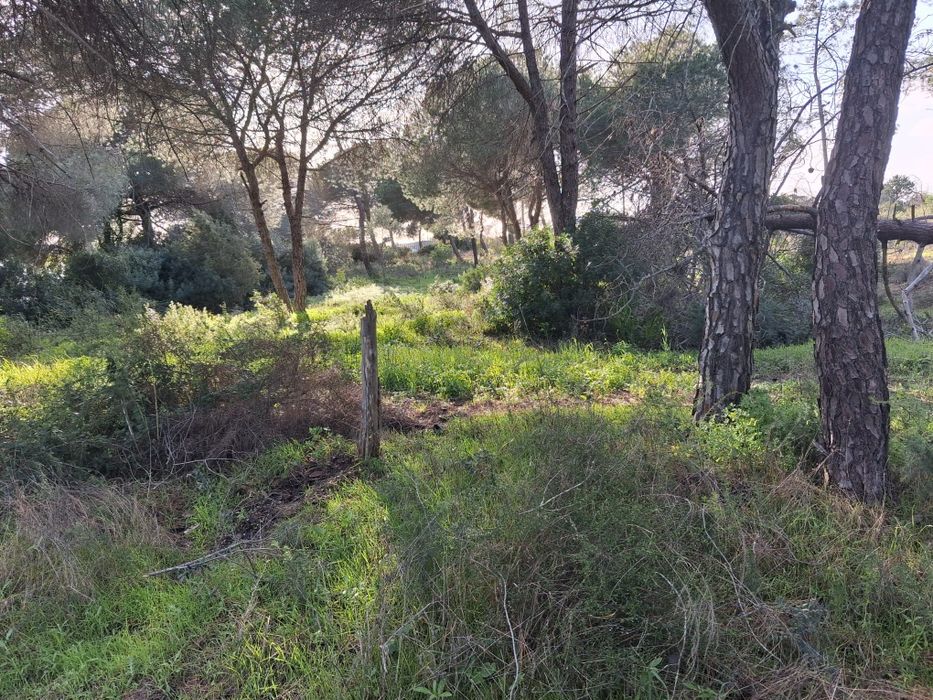 Terreno Rústico em Santa Bárbara De Nexe, com vista mar. .