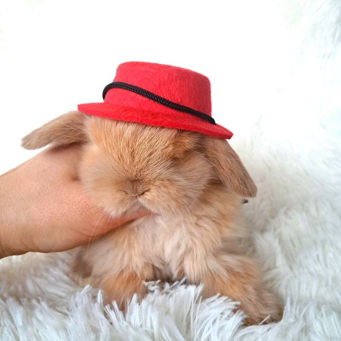 DO ODBIORU Króliki karzełki TEDDY królik karzełek miniaturka MINI LOP