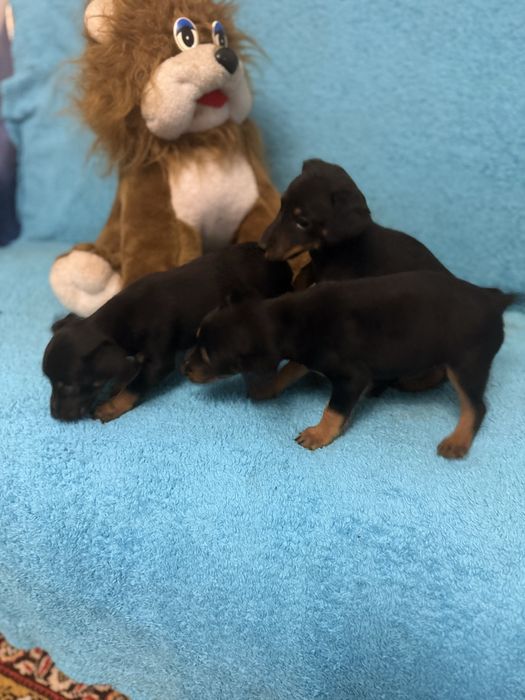 Щенки  немецкого ягтерьера